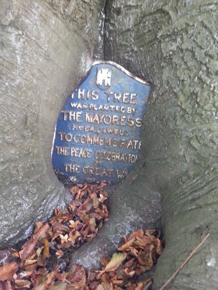 Great War Tree Barnstaple