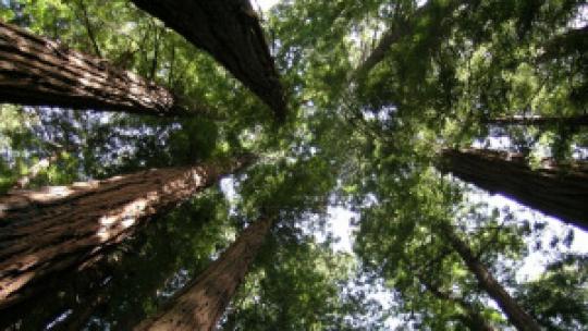 Radiata pine before harvesting and conversion in to Accoya