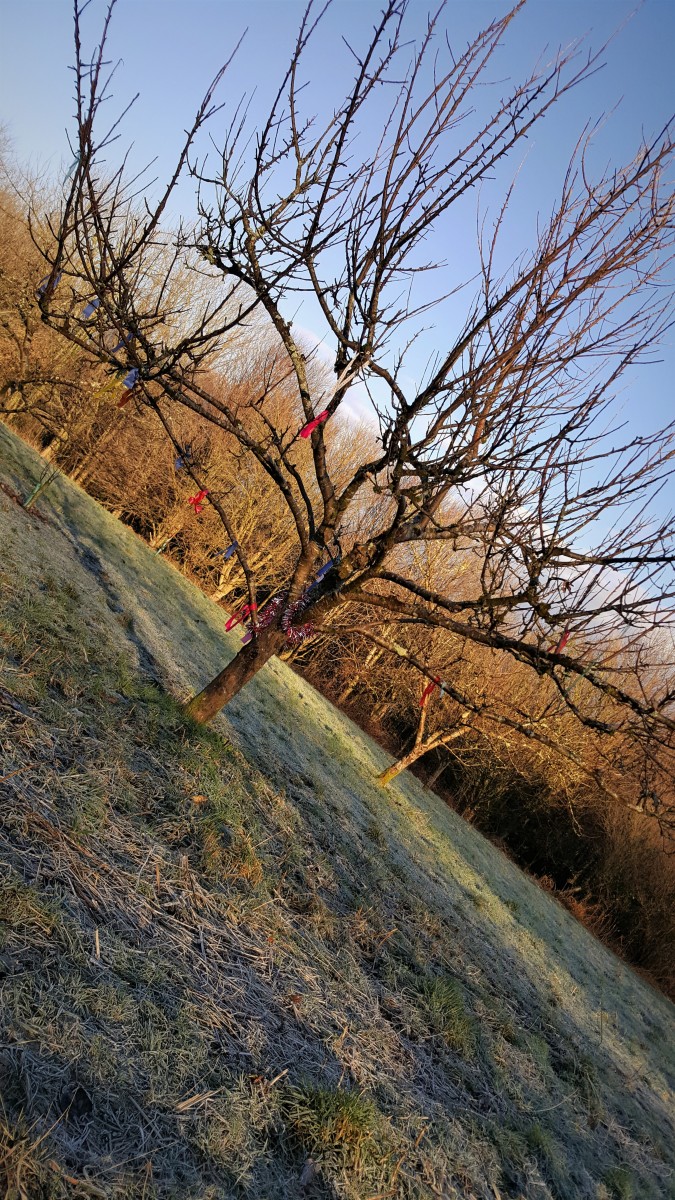 Wassail Tree