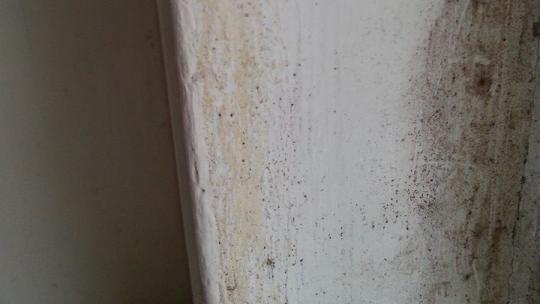 Linseed Oil Paint Windows