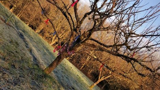 Wassail Tree